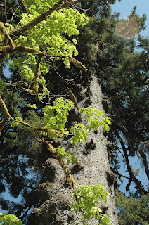 Lake Quinault and the Valley of the Rainforest Giants
