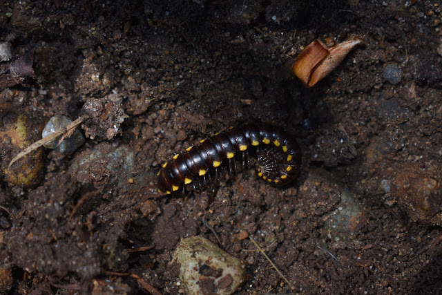 Harpaphe haydeniana, the cyanide millipede