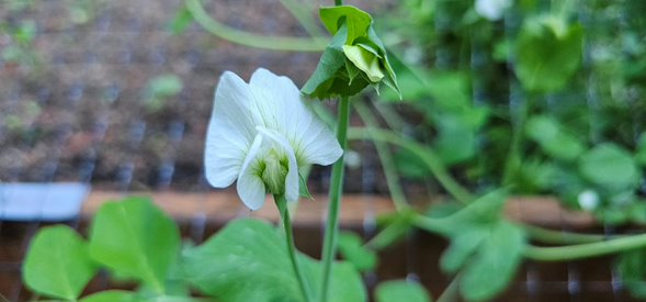 Garden update June 2024
