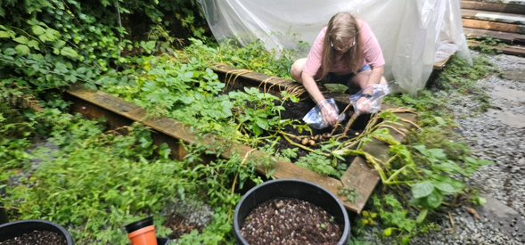 Backyard potato harvest