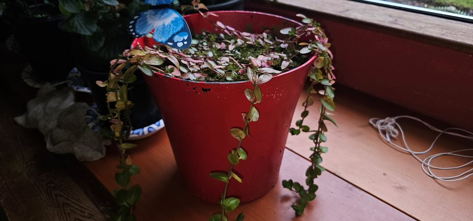 Plant Id: Brooklime, Veronica beccabunga or European Brooklime