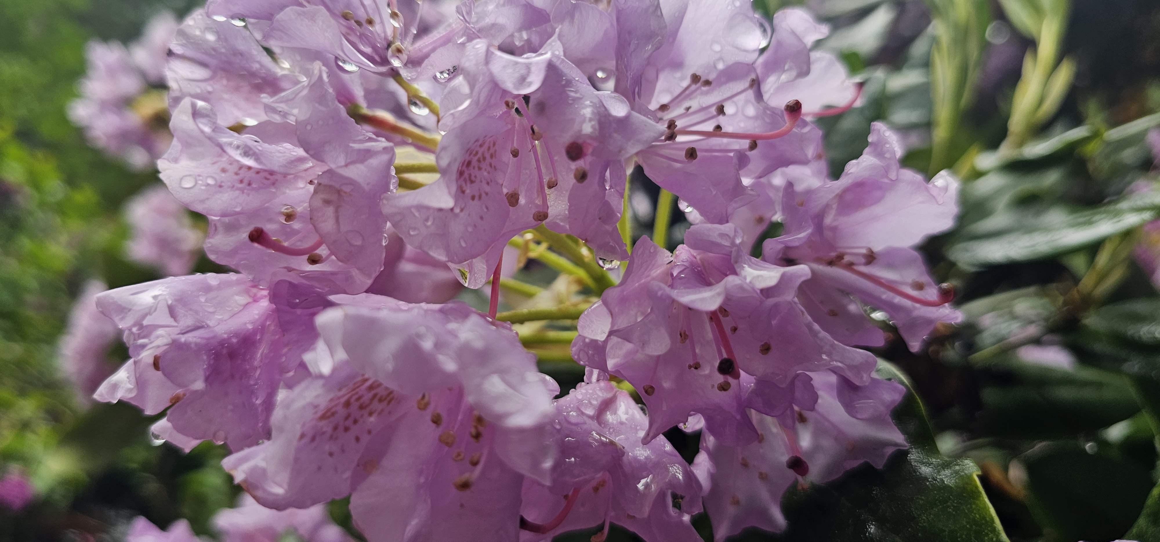 Flowers of the Rhododendum