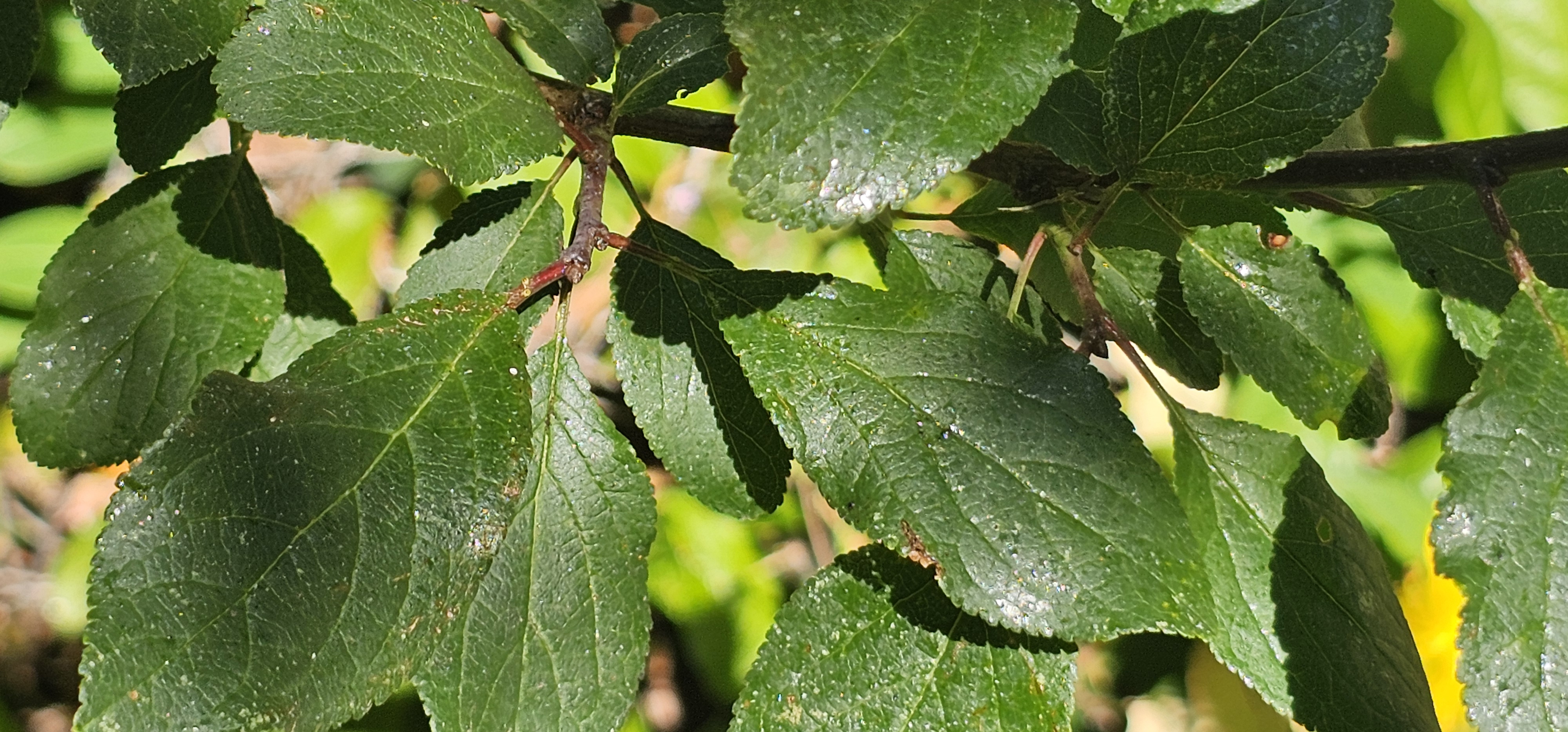 July 2025. A Prunus what? Difficulty identifying this tree growing in the front yard.