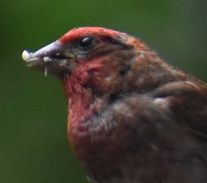 It’s been worth the wait. Two new bird species in the front yard.
