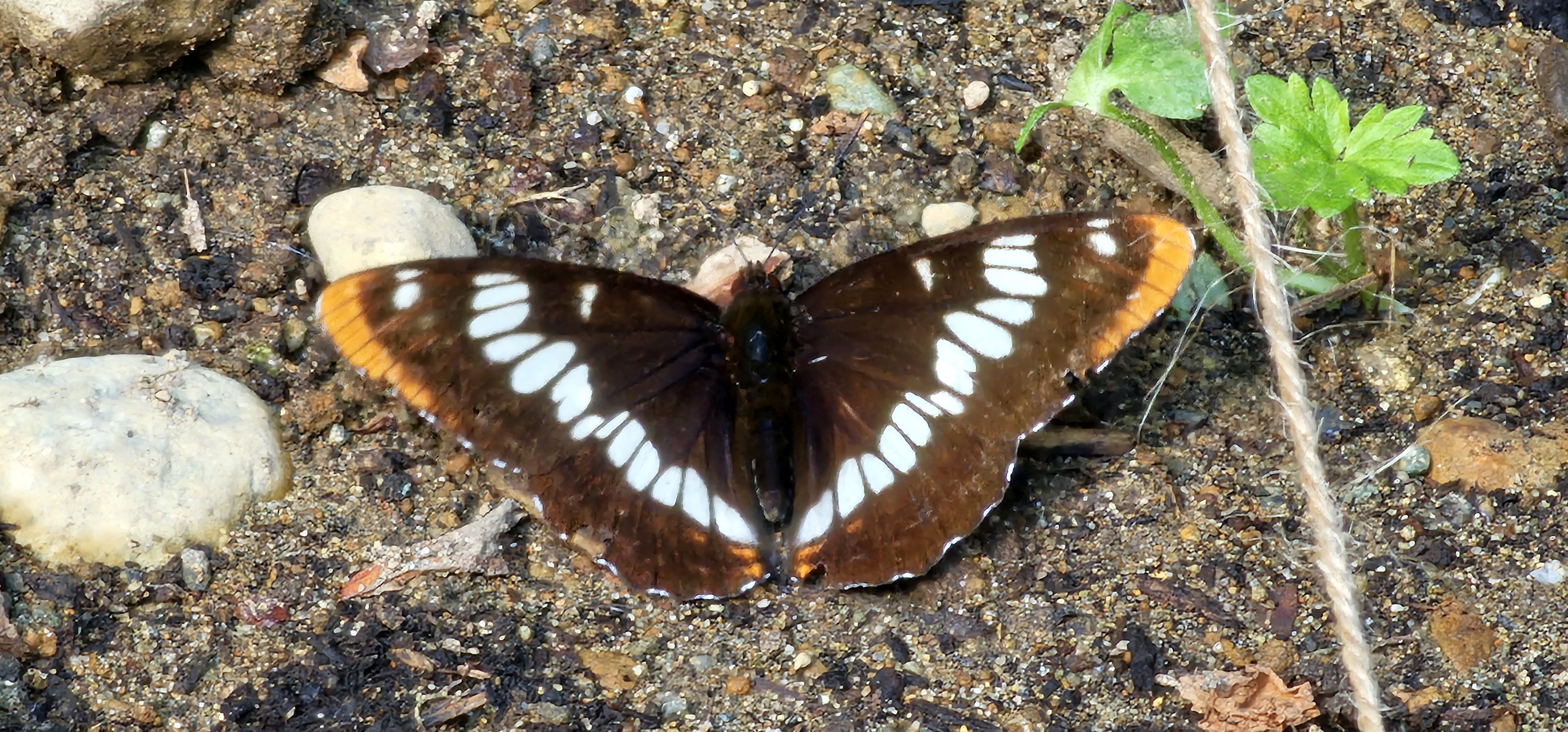 Pollinator in my garden.