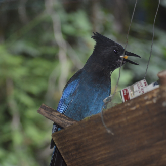 The raucous Steller’s Jay comes out of the woods