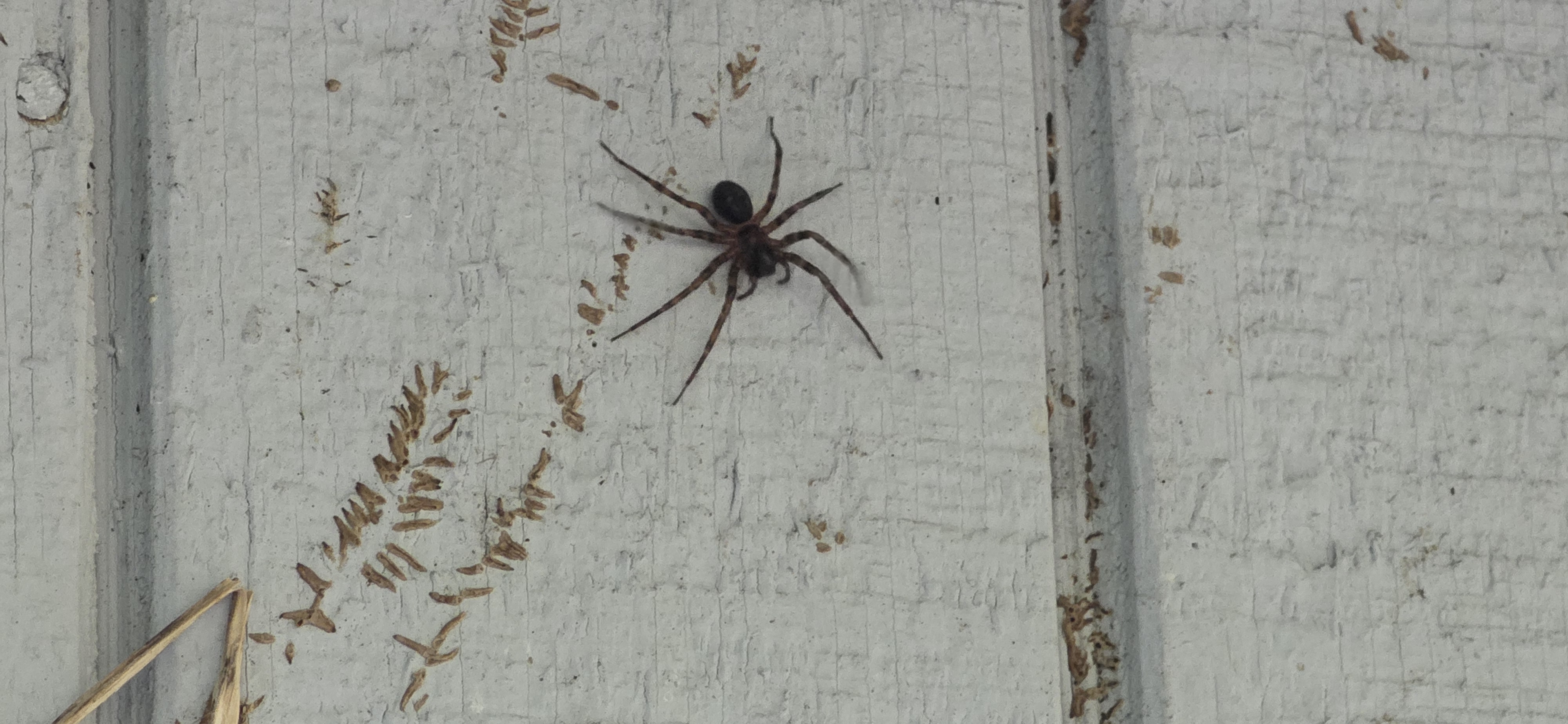 Abstract Today; Yard sale in Marysville, Painting shelving, Mini-frig removal, Spooky spider